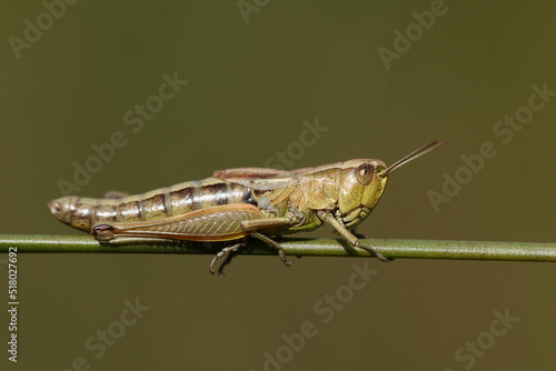 A Meadow Grasshopper, Chorthippus parallelus, resting on a reed.