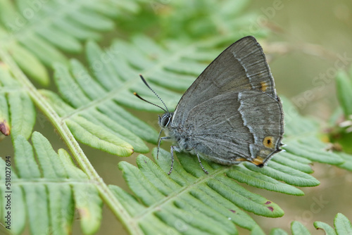 A Purple Hairstreak Butterfly, Favonius quercus, perching on a bracken leaf in woodland. photo