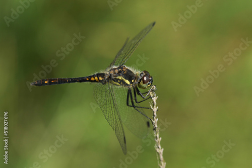 A stunning male Black Darter Dragonfly, Sympetrum danae, perching on a twig at the edge of a bog.