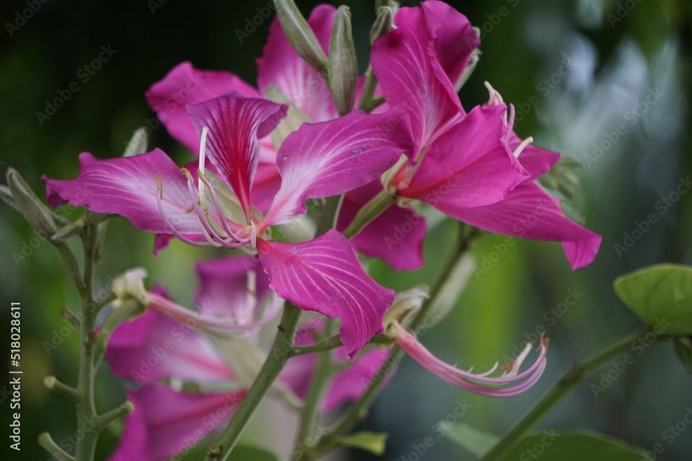 Bauhinia purpurea (Also called purple bauhinia, orchid tree, khairwal, karar) flower. In Indian traditional medicine, the leaves are used to treat coughs while the bark is used for glandular diseases Bauhinia purpurea (Also called purple bauhinia, orchid tree, khairwal, karar) flower. In Indian traditional medicine, the leaves are used to treat coughs while the bark is used for glandular diseases