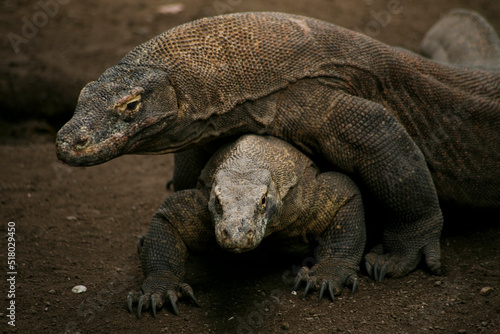 Komodo or Dragon Lizard  Varanus komodoensis  in the zoo