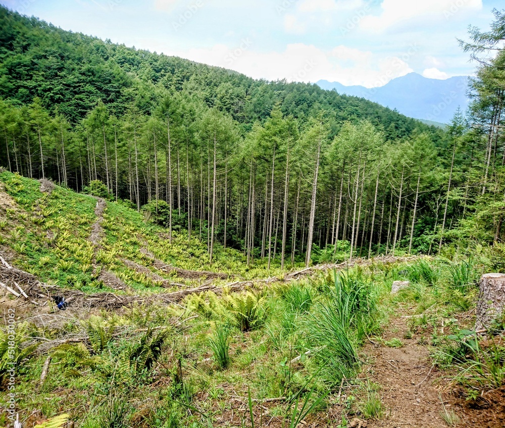Fototapeta premium 伐採後の山
