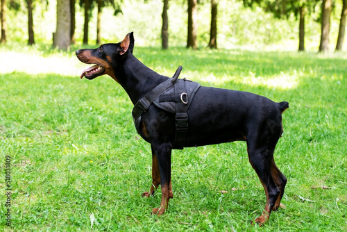 Handsome doberman stands on green grass, side view