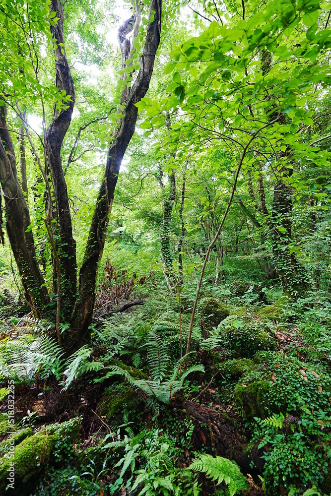 mossy rocks and old trees in primeval forest mossy rocks and old trees in primeval forest