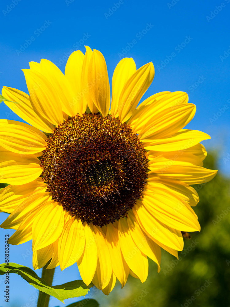 sunflower on blue sky background sunflower on blue sky background