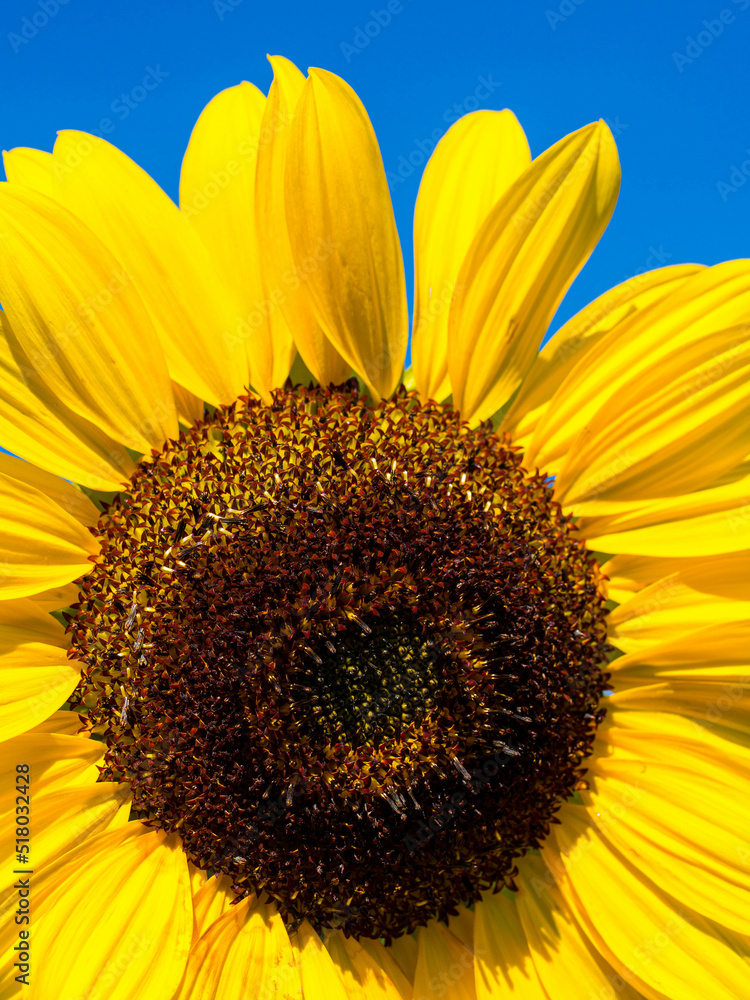 Naklejka premium sunflower on blue sky