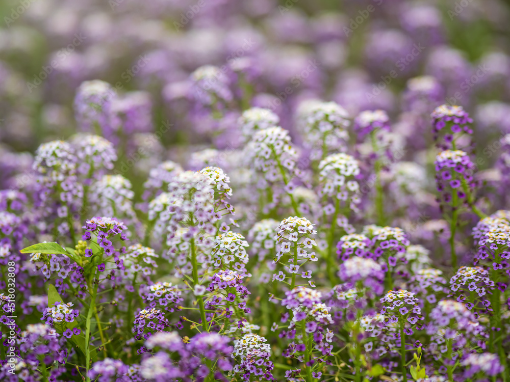 Naklejka premium Dainty purple and white flowers of Lobularia maritima Alyssum maritimum, sweet alyssum or sweet alison