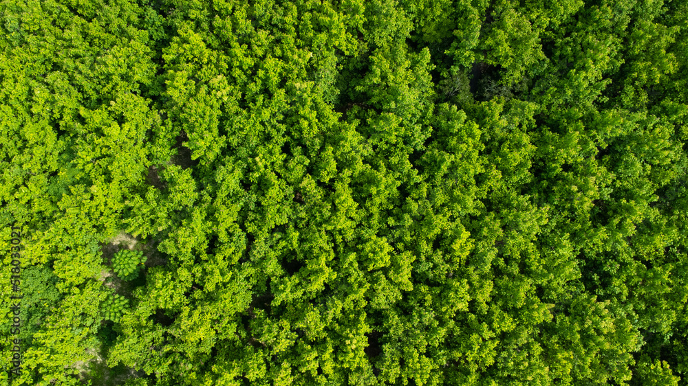 An aerial view of trees in the rainy season in rural northern Thailand. Drone flying over the forest, nature background. Flight over woods, natural background in motion.