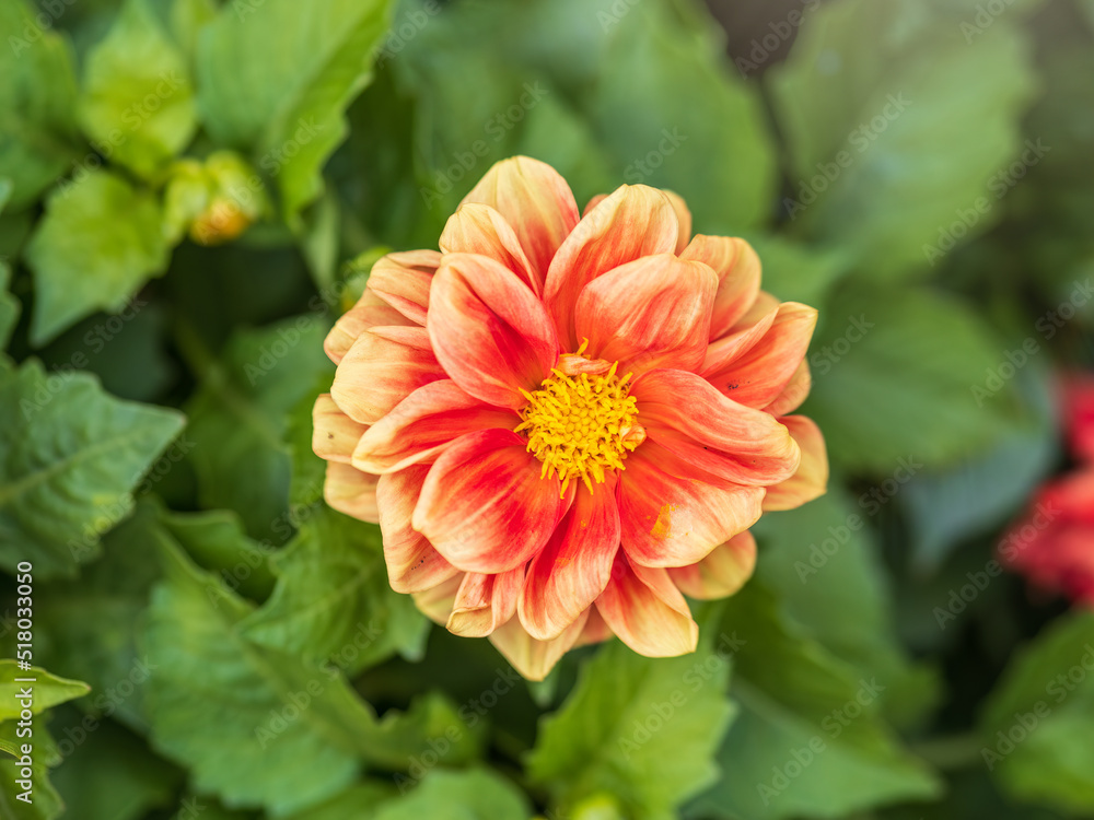 A wonderful red dahlia flower is blooming in the garden. A wonderful red dahlia flower is blooming in the garden.