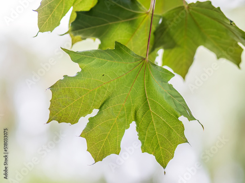 Summer branches of maple tree with fresh green leaves