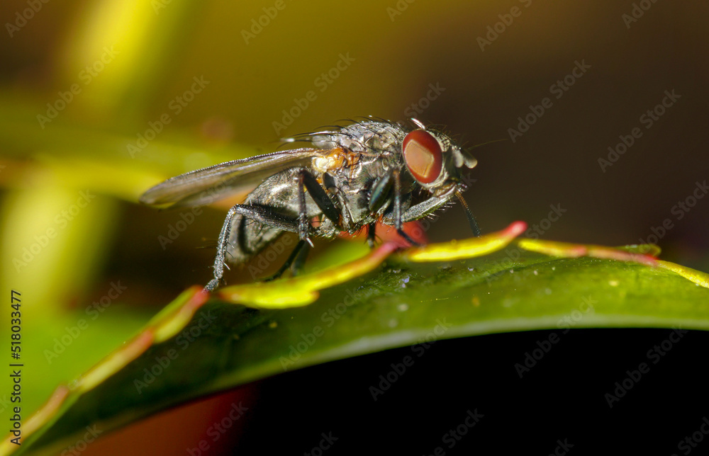 Naklejka premium Macro mit Fliege auf Blatt 