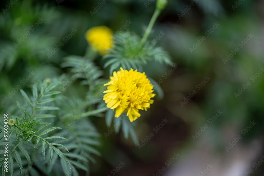 Obraz premium Photo of mexican marigold flower. Blurred background.