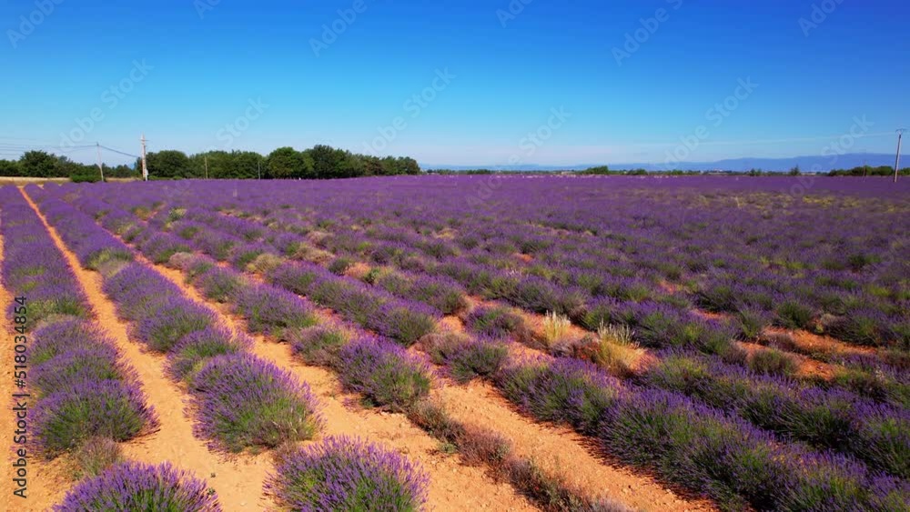 Slow diagonal flight of a blooming lavender field Slow diagonal flight of a blooming lavender field