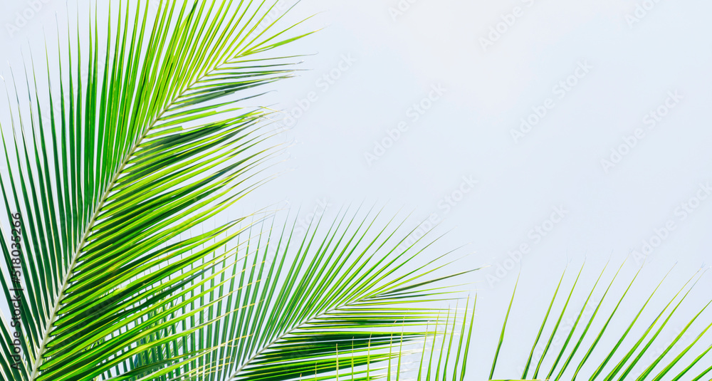coconut leaves on a beautiful sky background coconut leaves on a beautiful sky background