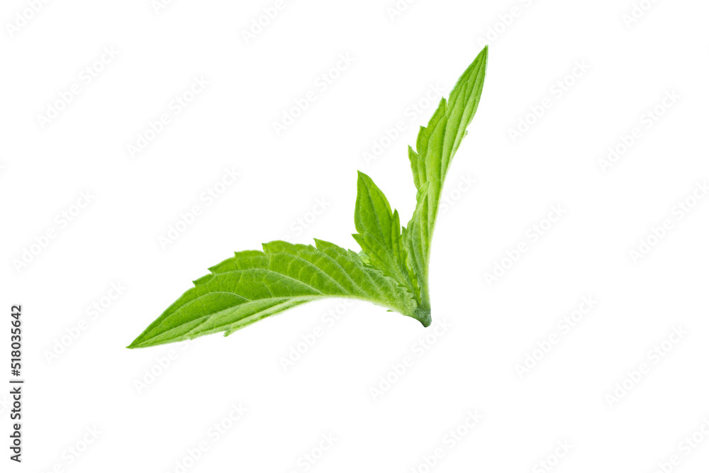 Leaf of mint peppermint isolated on white background. Green menthol herb. Fresh plant herbal for aroma Leaf of mint peppermint isolated on white background. Green menthol herb. Fresh plant herbal for aroma