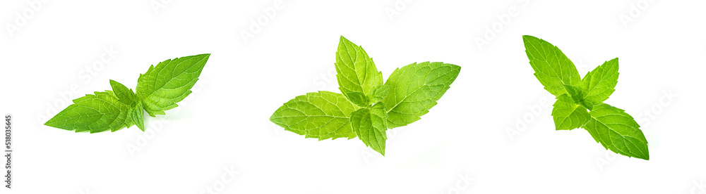 Leaf of mint peppermint isolated on white background. Green menthol herb. Fresh plant herbal for aroma