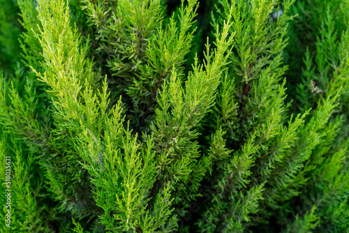 Close up of lemon cypress as background or texture.
Cupressus Macrocarpa Goldcrest. Selective focus. photo
