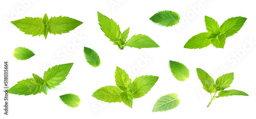 Leaf of mint peppermint isolated on white background. Green menthol herb. Fresh plant herbal for aroma.