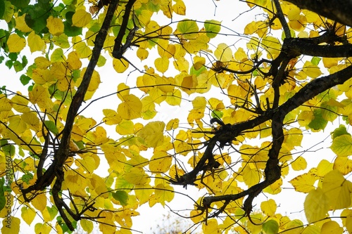 A beautiful close-up view of an autumn nature. Few yellow-golden and green trees lives situated in the some park composed to the roof or ceiling can be used as a copy-space background. 