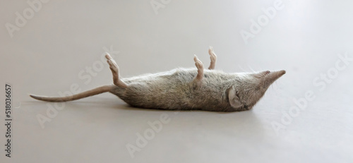 Dead mouse rodent in house or home