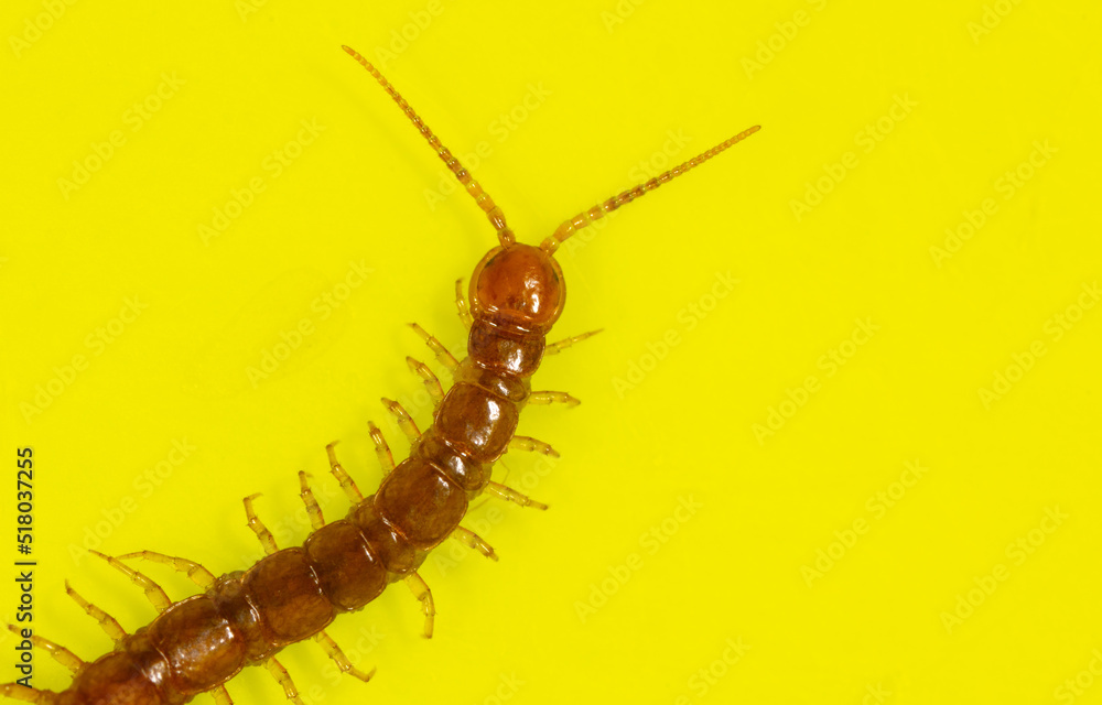 Centipede isolated on yellow background. Centipede isolated on yellow background.