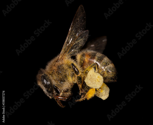 The bee is isolated on a black background. © schankz