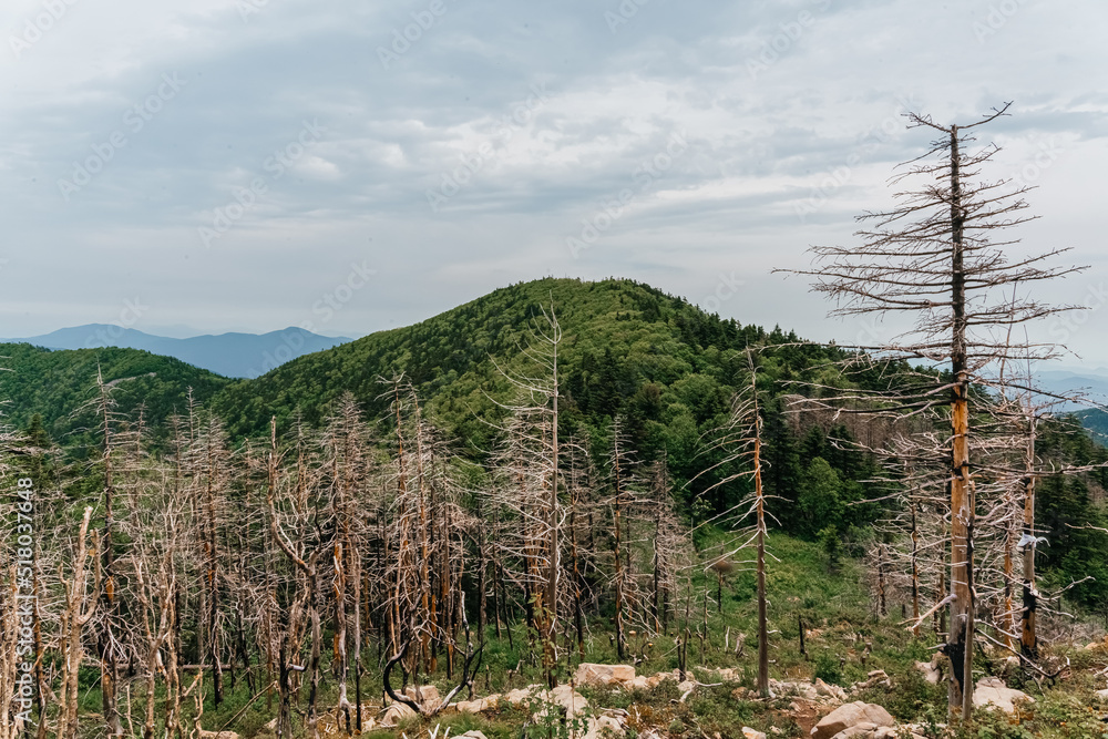Obraz premium High mountains of Russia, Mount Falaza with trees broken by the wind, forest after a fire