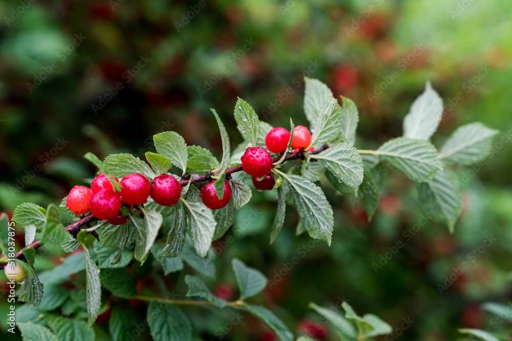 Cherry branch. Red ripe berries on the cherry tree. Cherry branch. Red ripe berries on the cherry tree.