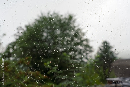 Beautiful natural background with a necklace of water drops on a cobweb in the grass in spring summer. The texture of the dew drops on the web in nature macro macro with soft focus.