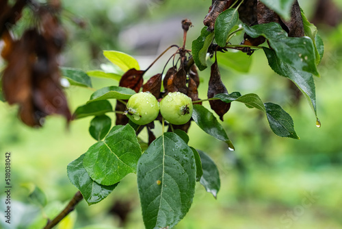 A Branch of wild apple tree with small bright yellow apples and green leaves is in a park in summer