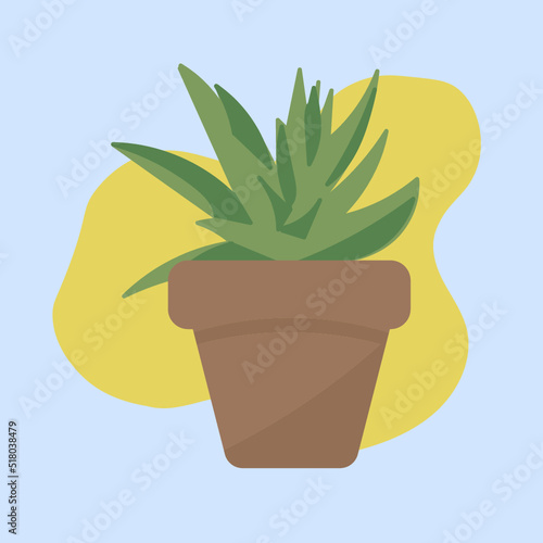 Aloe in the clay pot