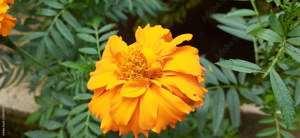 yellow flower of calendula yellow flower of calendula