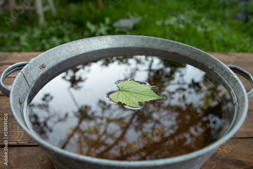 Green grape leaf floating on water in bowl