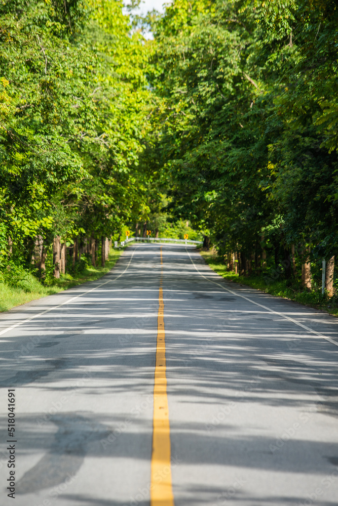Obraz premium road in to the forest