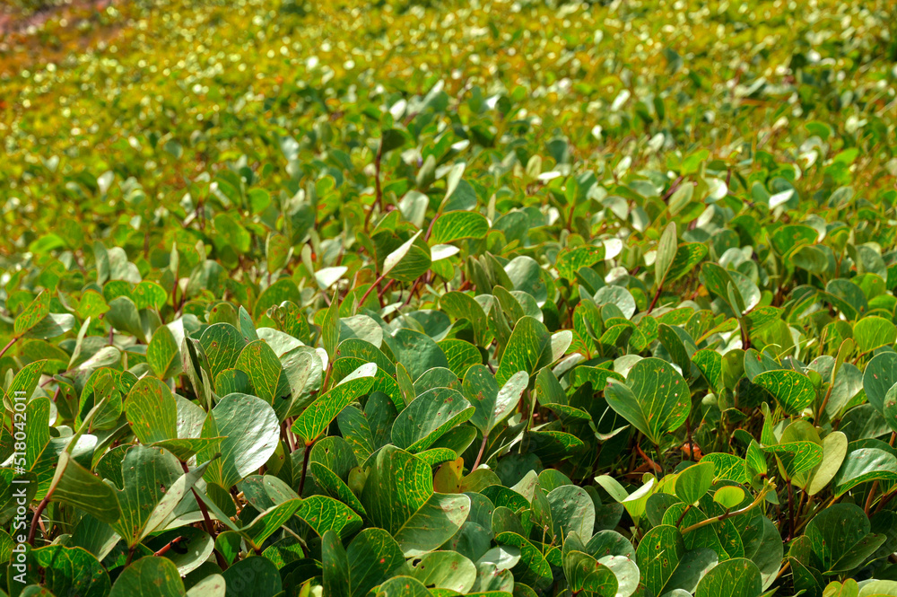 Withered yellow leaf background. Eaten by pests.