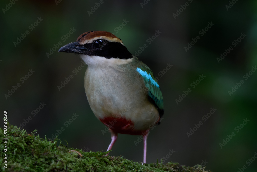 A beautiful colorful bird perched on a moss log in the morning sunlight. Fairy pitta. A beautiful colorful bird perched on a moss log in the morning sunlight. Fairy pitta.