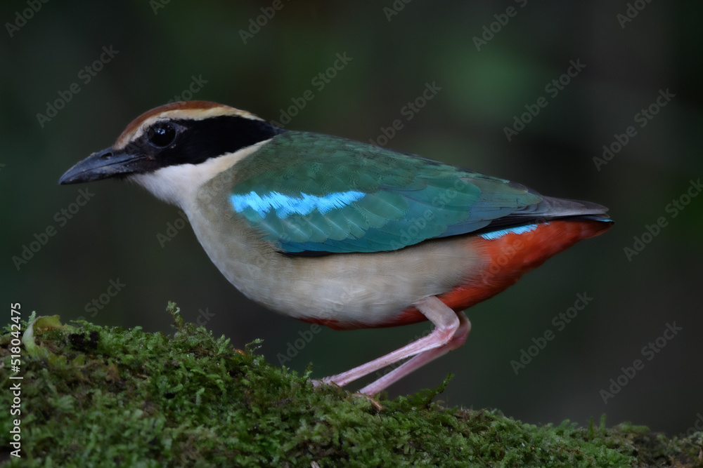 Obraz premium A beautiful colorful bird perched on a moss log in the morning sunlight. Fairy pitta.