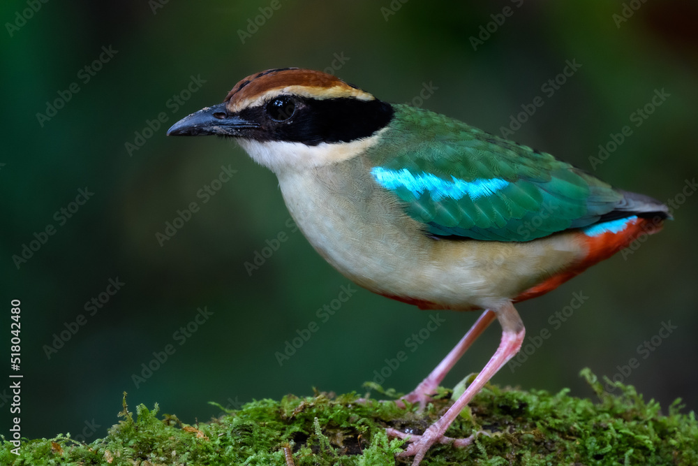 Fototapeta premium A beautiful colorful bird perched on a moss log in the morning sunlight. Fairy pitta.