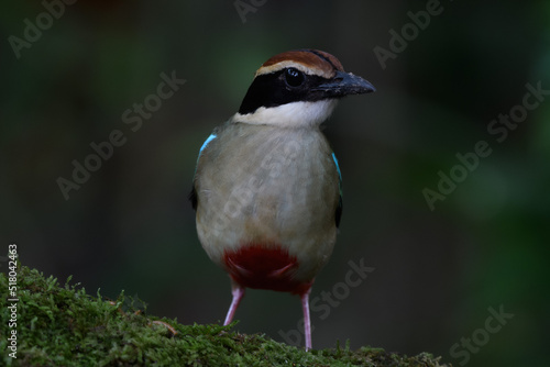 A beautiful colorful bird perched on a moss log in the morning sunlight. Fairy pitta.