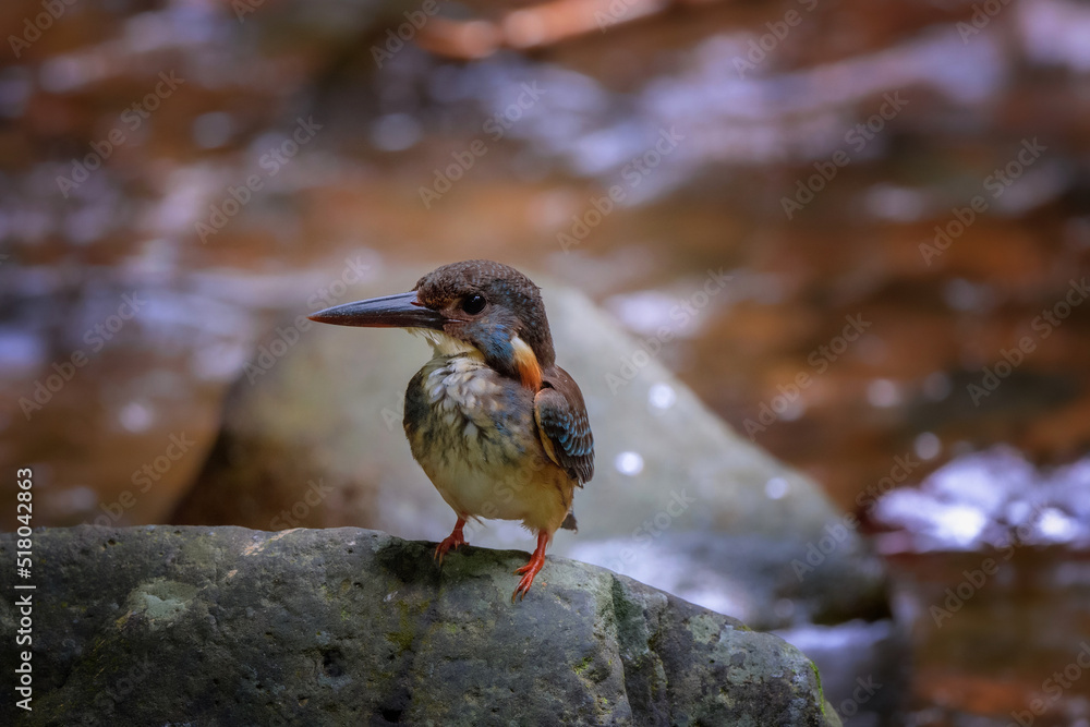 Blue-banded Kingfisher standing on stone flowing streams rivers in primary rainforest. Blue-banded Kingfisher standing on stone flowing streams rivers in primary rainforest.