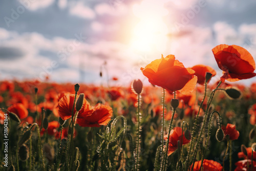 Fototapeta Naklejka Na Ścianę i Meble -  Beautiful summer day over the red poppy flower field. Countryside field with wild flowers and herbs.