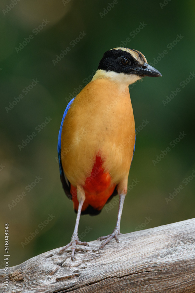 Fototapeta premium Blue-winged Pitta (Pitta moluccensis) sticking to branches for food.