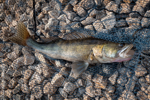 Peixe grande Lúcio Perca junto ao solo acabado de pescar photo