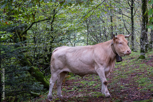 vaca pirenaica en el interior del hayedo, valle de Belagua, Isaba, Navarra, Spain, Europe photo