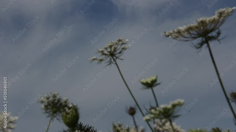 beautiful white flowers blowing in the wind beautiful white flowers blowing in the wind