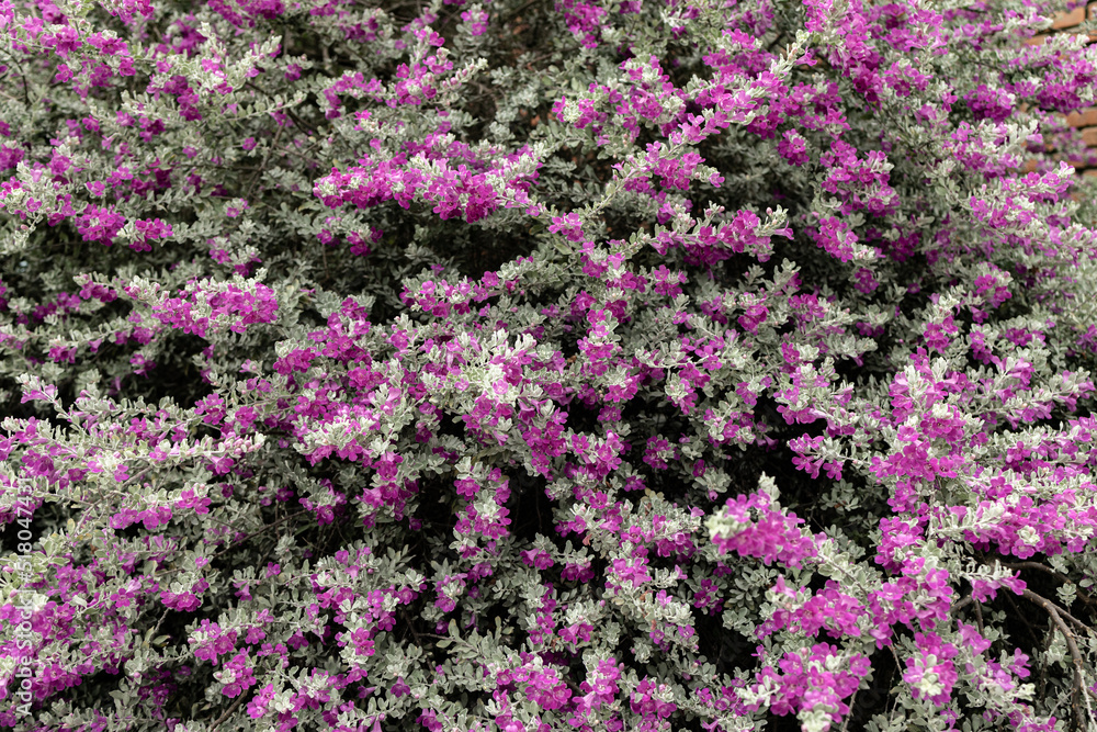 Obraz premium pink flowers in the garden on a tree with grayish leaves