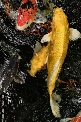 фотографія Coy in Coy pond, Vietnam, Golden, fish, goldfish