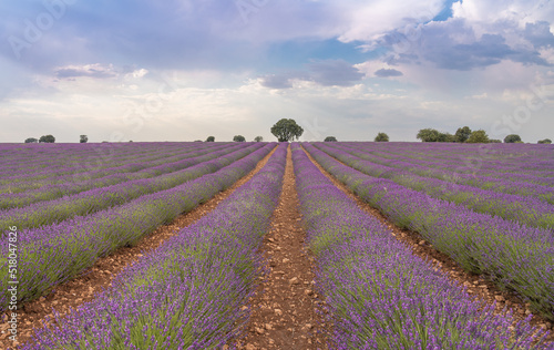 Lavender planting in rows with tree in the background