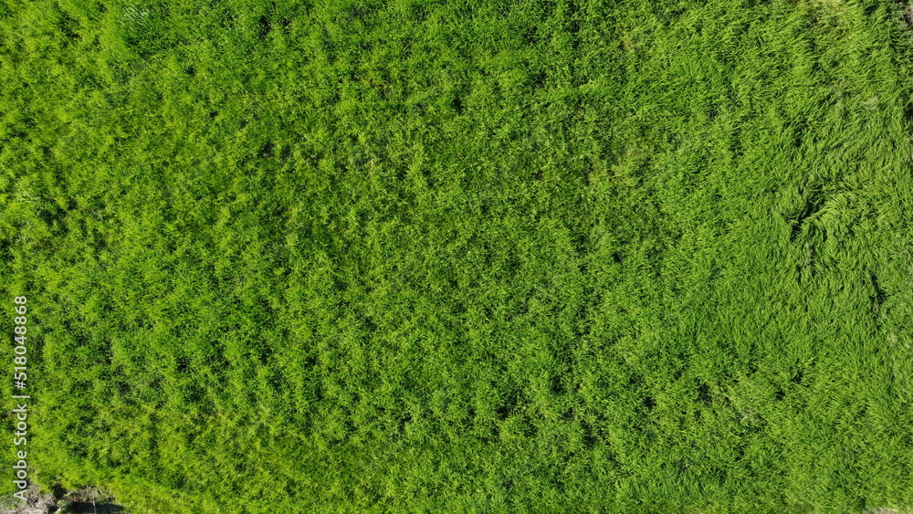 green grass background , the growing and beautiful rice fields , top view , background . green grass background , the growing and beautiful rice fields , top view , background .