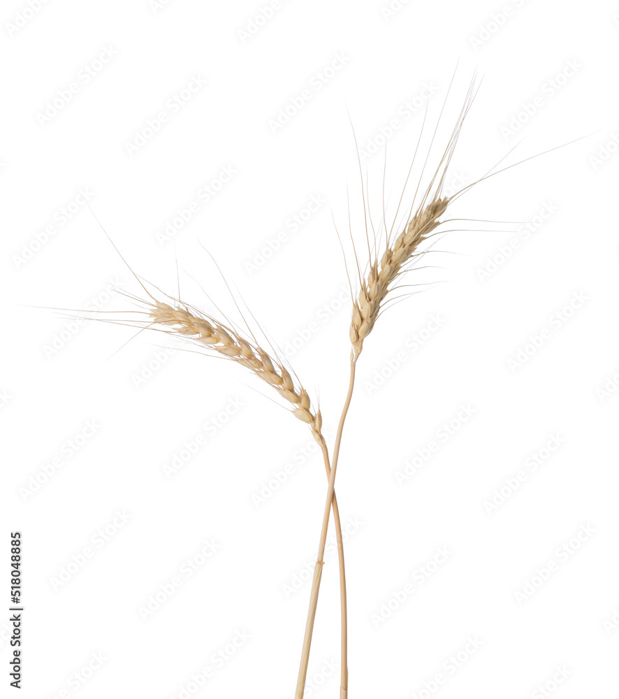 Two Wheat ears isolated on white background. Two Wheat ears isolated on white background.
